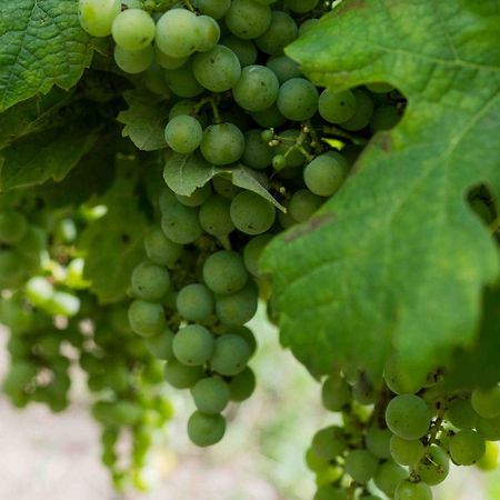 Clos De La Barbanne Montagne  Buitenkant foto