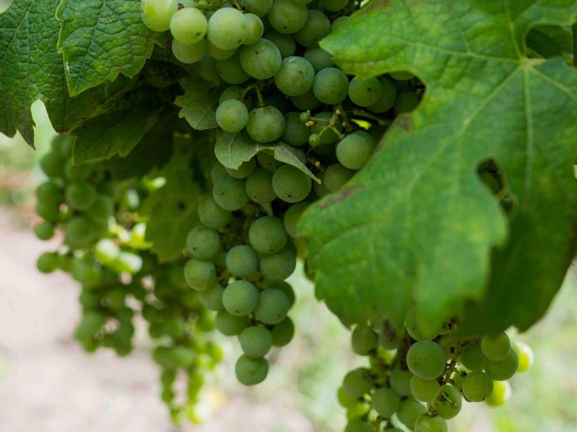 Clos De La Barbanne Montagne  Buitenkant foto